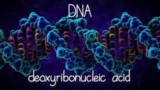 The Structure of DNA