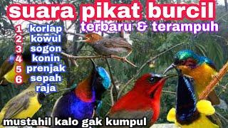 TERBARU‼️SUARA PIKAT BURUNG KECIL || pikat kolibri sogon,korlap,kowul,konin,sepah raja,prenjak