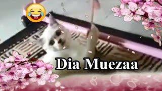 Dia Muezza | Kucing Lucu Ria