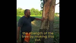An Interesting Way to Cut Down a Hollow Tree #treefelling