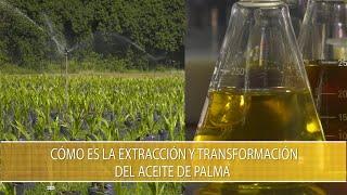 Como es la extraccion y transformacion del aceite de palma - TvAgro por Juan Gonzalo Angel Restrepo