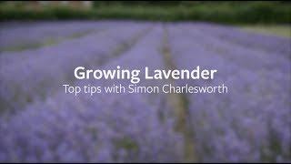 How to grow Lavender | Grow at Home | RHS