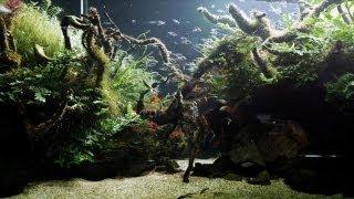 The Big Fish in Giant Custom Aquariums