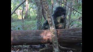 Skunkape Like Creature Captured on Gamecam in Florida