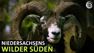 Der Solling ‒ Niedersachsens wilder Süden | Erlebnis Erde