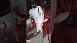 hamba #youtubeshorts #viral #shortvideo #cow #hamba