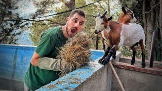 Limpiando una Finca con Cabras, Patos, Gallinas y otros Animales