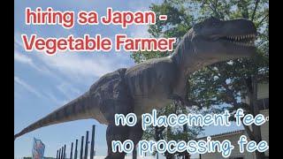 Legit agency hiring sa Japan- Vegetable Farmer