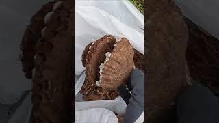 Feeding hornet nest to chicks. HORNET NEST REMOVAL