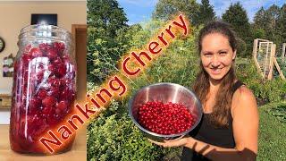 Nanking Cherry - Care, harvest, recipe, preserving for winter.