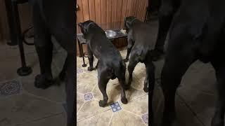 Ну налетайте хейтеры! Кормила и буду кормить именно так! #tttt #cane #canecorso