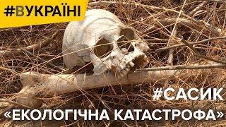 Сасик «екологічна катастрофа» | #ВУКРАЇНІ