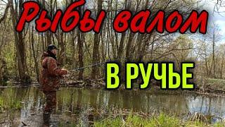 ОТКУДА В РУЧЬЕ СТОЛЬКО РЫБЫ?!?!? РЫБАЛКА НА ПОПЛАВОК 2021.ОТКРЫТИЕ СЕЗОНА.