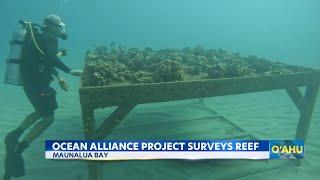 Hawaii Kai non-profit brings coral reefs back to life