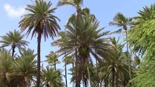 Tropical palms for Chromakey blue screen