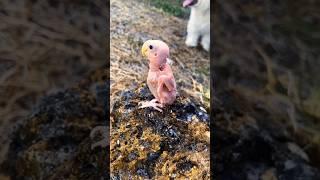 I found a cute baby bird #youtubeshorts #animals #sort #sortvideo