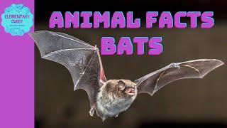 Facts About Bats: Do Bats Really Drink Blood?