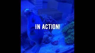 www.twitch.tv/nautilusaquaristik #fish #aquarium #meerwasser #meerwasseraquaristik #hobby