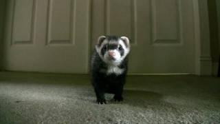 Ferrets Playing