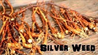 (The Northwest Forager) Ep.  2 Silverweed