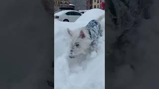 Вестик наконец-то нормально штурмует сугробы, как собака, а не ноет, что снег прилип к лапкам