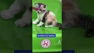 Scottish fold betina calico #shortvideo #munchkin #cats #scottishfold#jualscottishfold#catlover