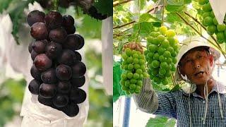 Most Expensive GRAPES In The World - Success Of Grapes Farming In Japan