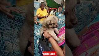 Pat Market Kolkata /lowest price puppy dog/Gallif Street dogs #shorts #viral #dog #dogs #doglover