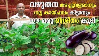 വഴുതന തഴച്ചുവളരാൻ ഈ ഒരു മിശ്രിതം കൂടി | Vazhuthana Krishi In Malayalam | Brinjal Cultivation