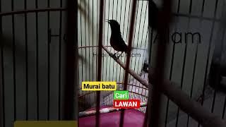 MURAI BATU CARI LAWAN #gacor #muraibatu  #masteranburung