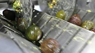 COMO se HACE el GUACAMOLE de aguacate| Como se PREPARA la SALSA de GUACAMOLE en las FÁBRICAS