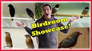 Beautiful BIRD & FINCH Room Showcase, MUST see SPECIES