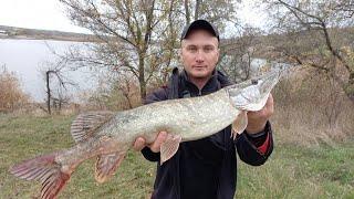 Оце ВОНА тягне в воду Ловля щуки в листопаді рибалка на  силіконові приманки спінінг 2022