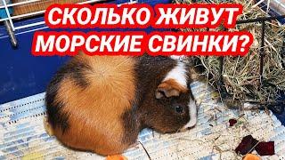 Сколько живут морские свинки в домашних условиях. Продолжительность жизни морских свинок