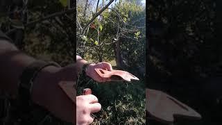 Talabarteria Bushcraft