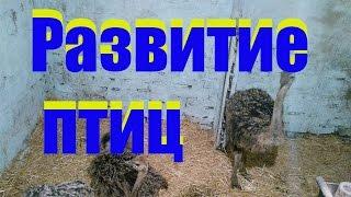 Страусы у Сельхозпеределкина, контрольный вес, рацион и зимовка /  ostriches development