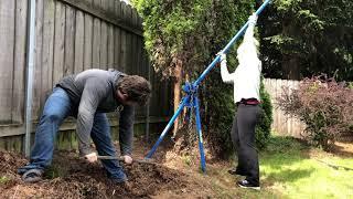 Arborvitae Removal - NW Quik Pull