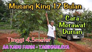 Cara Merawat Durian Musang King Usia 17 Bulan Tinggi 4.5 meter - AA Kadu Farm Tasikmalaya