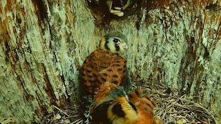 Fledging Frenzy! All Five Kestrel Chicks Leave Nest Box In 24 Hours