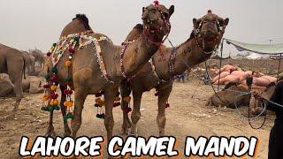 Camel Mandi Ke rate ki update | qurbani 2024 |Shahpur kanjra Mandi Lahore