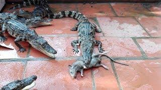 Wow Amazing crocodile eat mouse