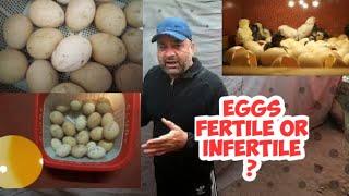 Rooster Hens Mating | How to check Eggs Fertile or infertile | Faisal butt
