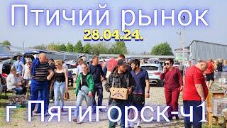 Голуби цены Птичий рынок г Пятигорск -ч1