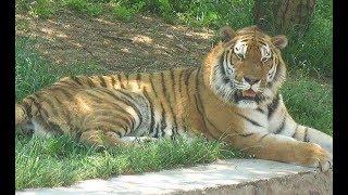 This is a huge male amur tiger in chinese zoo 3