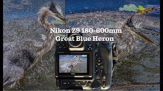 Nikon Z9 w 180-600mm- Great Blue Heron