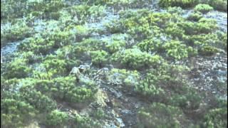 Iberian Wolf family in Riaño ( Spain)/ familia de lobos ibéricos, WildWatching Spain