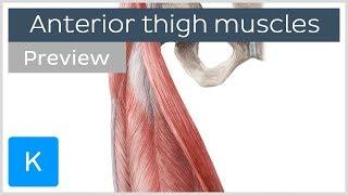 Anterior thigh muscles (preview) - Human Anatomy | Kenhub