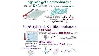 Gel electrophoresis types & choices (agarose vs. PAGE, %, buffer systems, denaturing?, etc.)