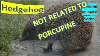 Hedgehog facts  spiny mammals of the subfamily Erinaceinae