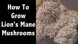 How to Grow Lion's Mane Mushrooms at Home - Mushroom Farming